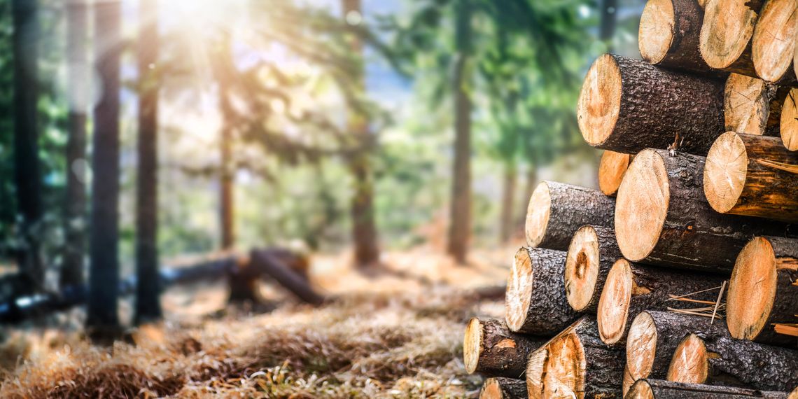Holz